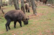 5 Days- Bhutan Cultural Tour
