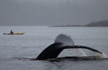 Ketchikan Kayak Eco-Tour