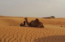 Morning Desert Safari with Camel Rides, Sand Boards and Dune Bashing