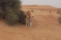 Morning Desert Safari with Camel Rides, Sand Boards and Dune Bashing