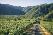 Full Day Guided Trip to Casablanca Valley - Visit to 2 Vineyards