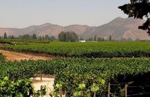 Premium Wine & Cheese Half Day Trip to Concha y Toro Vineyard from Santiago