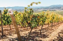 Half Day Trip to Casas del Bosque Vineyard from Santiago - Wine Tasting Included