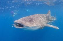 Whale Shark Safari