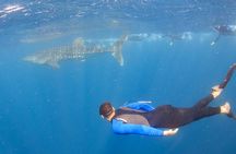 Whale Shark Safari