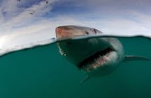 Shark Cage Diving Cape Town
