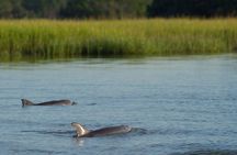 90-Minute Dolphin and Nature Tour of Hilton Head