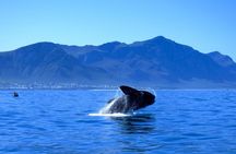Hermanus Whale Coast Wine Tour (Cape To Grape Wine Tours)
