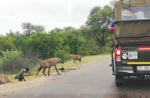 Kruger National Park 2 Days 1 Night Magical Safari from Johannesburg Private 