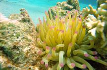 Certified Scuba Diving in Curacao