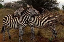Nairobi National Park Game Drive With Free Pick Up Group Joining 