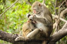 Silver Leaf Monkeys and Firefly Tour with Boat Ride and Seafood Dinner 