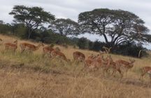 Lake Nakuru National Park Day Tour from Nairobi