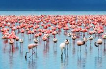 2 Day Lake Nakuru National Park Safari - Daily Departures