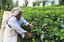 Day tour to Nuware Eliya (Littel England) From Kandy
