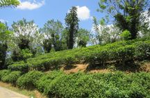 Day tour to Nuware Eliya (Littel England) From Kandy