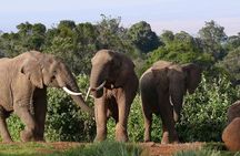 Overnight Safari To Aberdare National Park From Nairobi
