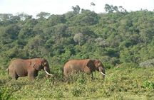 Overnight Safari To Aberdare National Park From Nairobi