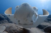 Scuba Diving for Certified Divers in Costa Adeje