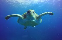 Scuba Diving for Certified Divers in Costa Adeje