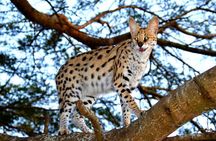 Hluhluwe Safari & Emdoneni Wild Cat Project Day Tour from Durban