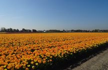 4 hours private tour to the famous colourfull flower fields from Amsterdam