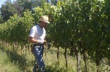 Pic nic Deluxe Assisi for 2 and wine tasting 5 wines