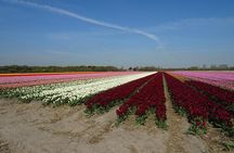 4 hours private tour to the famous colourfull flower fields from Amsterdam