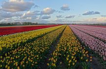 4 hours private tour to the famous colourfull flower fields from Amsterdam
