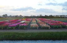 4 hours private tour to the famous colourfull flower fields from Amsterdam