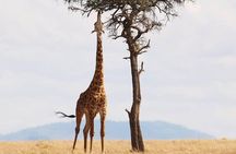 Cradle of Human Kind & Lion & Rhino Park Tour Full day Tour Private 
