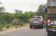 Kruger National Park 2 Days 1 Night Magical Safari from Johannesburg Private 