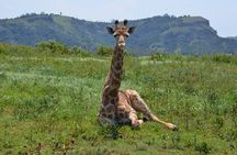Safari & PheZulu Village Day Tour from Durban