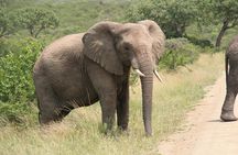 Safari & PheZulu Village Day Tour from Durban