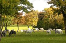 Lipica Stud Farm- Private Experience from Koper