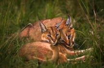 3 Days Maasai Mara Safari from Mombasa