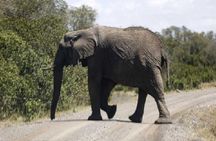 3 Days Masai Mara Private Safari at Sopa Lodge from Nairobi