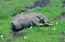 Overnight tour to Amboseli National park