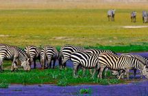 Lake Nakuru park/LakeNaivasha boat ride Riftvalley Day trip