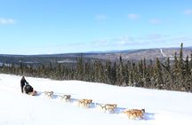 1-hour Winter Dog Sledding in Fairbanks