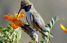 Colca Canyon Sightseeing Tour 2D1N and Transfer to Puno