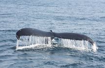 Whale Encounter Puerto Vallarta