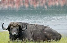 Lake Nakuru National Park - Day Trip (With Park Fees)