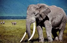 6 Days: Mid Range Safari To (tarangire,manyara, Ngorongoro And Serengeti)