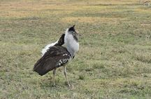 6 Days: Mid Range Safari To (tarangire,manyara, Ngorongoro And Serengeti)