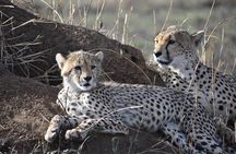 6 Days: Mid Range Safari To (tarangire,manyara, Ngorongoro And Serengeti)