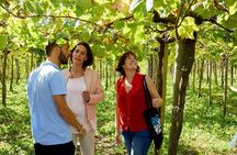 Discover the Essence of Txakoli Wine from San Sebastian