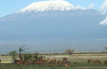 1-Day Amboseli Safari