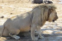 Hwange 2 Nights Bush Camping and Safaris