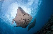 Snorkel with Manta Rays Guaranteed